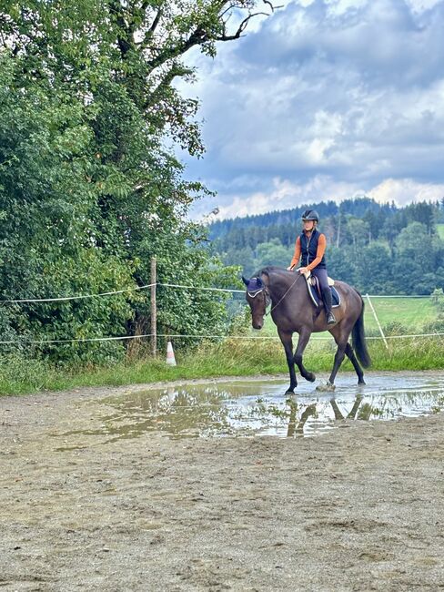 5 Jahre alter Hannoveraner Wallach sucht neue Aufgabe, Katja Huger, Konie na sprzedaż, Bad Dürrheim, Image 10