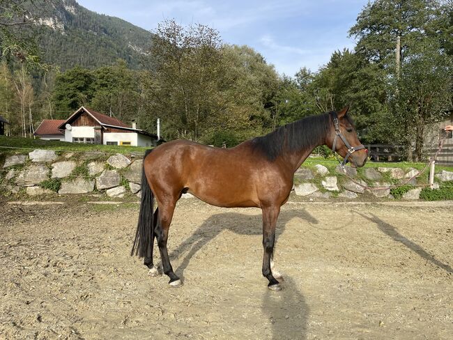 5 jähriger Wallach, Katja Mühlbacher, Konie na sprzedaż, Feldkirchen 