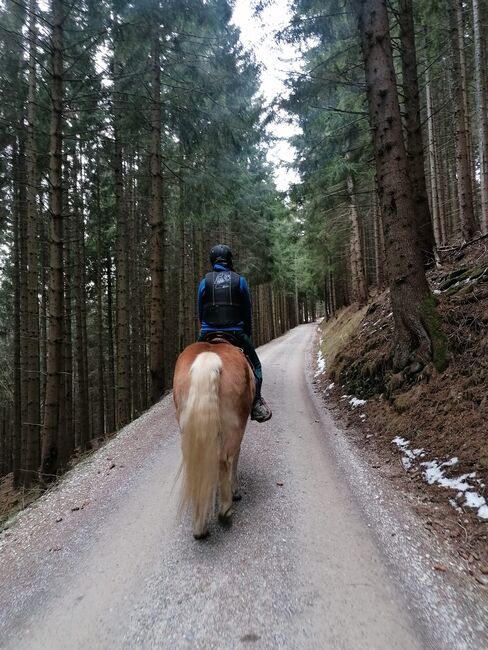 5 jähriger Haflinger Wallach zu verkaufen, Flora Stübl, Konie na sprzedaż, Rettenegg, Image 4