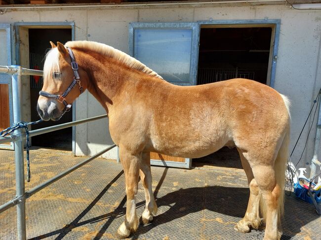 5 jähriger Haflinger Wallach zu verkaufen, Flora Stübl, Konie na sprzedaż, Rettenegg, Image 3