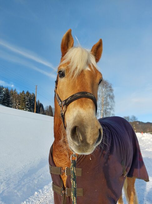 5 jähriger Haflinger Wallach zu verkaufen, Flora Stübl, Konie na sprzedaż, Rettenegg