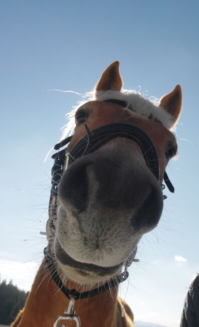 5 jähriger Haflinger Wallach zu verkaufen, Flora Stübl, Konie na sprzedaż, Rettenegg, Image 7