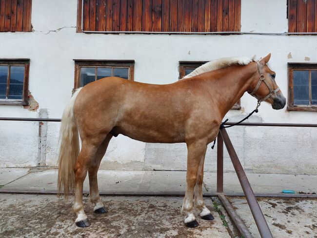 5 jähriger Haflinger Wallach zu verkaufen, Flora Stübl, Konie na sprzedaż, Rettenegg, Image 6