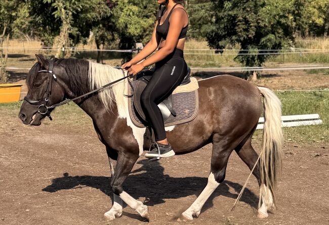 5-jähriger Pony Wallach – sucht neues Zuhause, Winkelmann, Konie na sprzedaż, Werneuchen