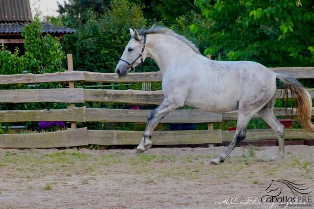 5 jähr. barocke PRE Stute - GGA geritten - 1.64 m, Thomas Adams (Caballos PRE), Konie na sprzedaż, Bell, Image 3