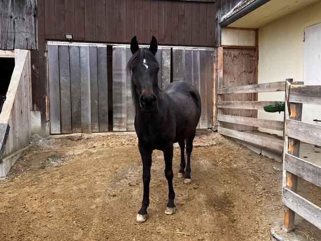 5 jährige reinrassige Stute, Conny , Konie na sprzedaż, Großwarasdorf / Veliki Borištof, Image 4