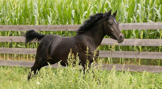 5 jährige reinrassige Stute, Conny , Konie na sprzedaż, Großwarasdorf / Veliki Borištof, Image 5