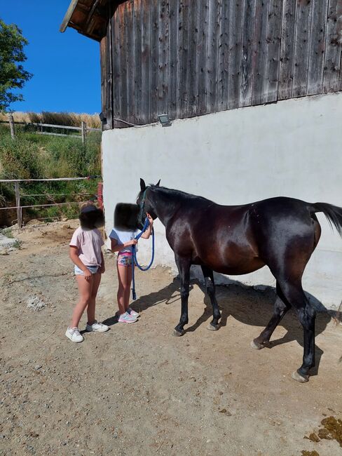 5 jährige reinrassige Stute, Conny , Konie na sprzedaż, Großwarasdorf / Veliki Borištof, Image 6