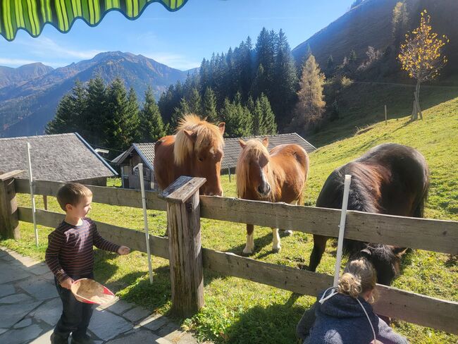 Reinrassige 5 jährige Isländer stute, 140 stkm, Theresia blaickner hollaus, Konie na sprzedaż, Fusch, Image 4