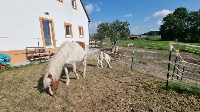 5jährige Isländerstute mit Stutfohlen bei Fuß, 150cm, Brigitta, Konie na sprzedaż, Eisgarn, Image 8