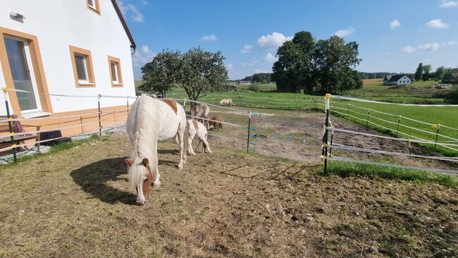 5jährige Isländerstute mit Stutfohlen bei Fuß, 150cm, Brigitta, Konie na sprzedaż, Eisgarn, Image 6