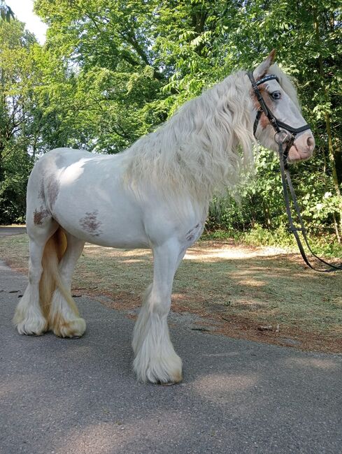 5 jarige Tinker merrie 1,30 groot speciale kleur, Harry, Konie na sprzedaż, Ter Apel, Image 5