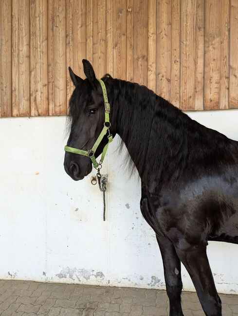 5 jährigen Friesenwallach, Lisa , Horses For Sale, Unternberg
