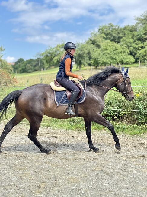 5 Jahre alter Hannoveraner Wallach sucht neue Aufgabe, Katja Huger, Horses For Sale, Bad Dürrheim