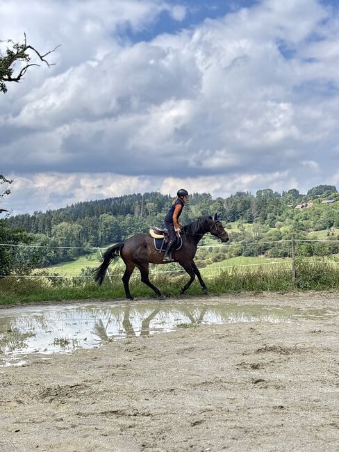 5 Jahre alter Hannoveraner Wallach sucht neue Aufgabe, Katja Huger, Horses For Sale, Bad Dürrheim, Image 6