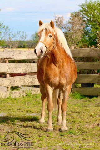 5 jähriger, kräftiger Haflinger, angeritten, Wallach, Thomas Adams (Caballos PRE), Horses For Sale, Bell, Image 5
