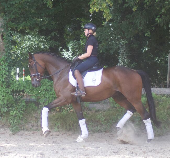 5 jähriger Wallach Allrounder Familienpferd Umsteigerpferd, Witt, Horses For Sale, Alfstedt
