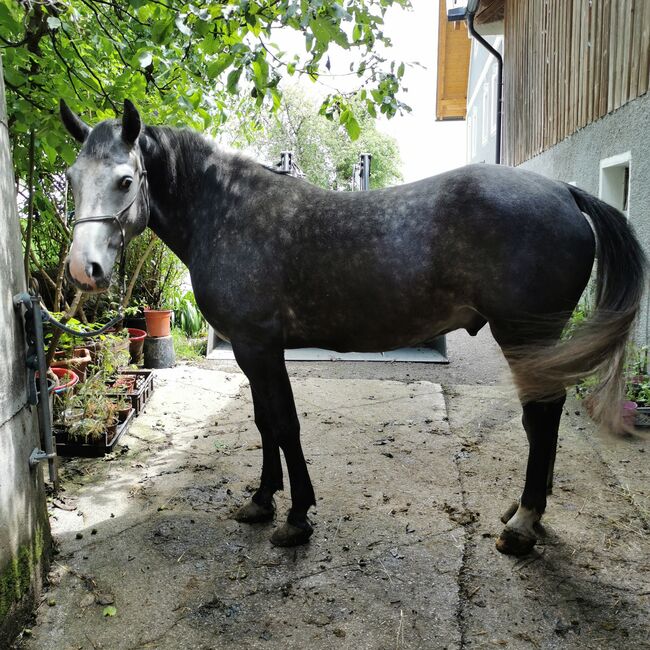 5 Jähriger Warmblut-Wallach, Isabella , Horses For Sale, Waidhofen an der Ybbs