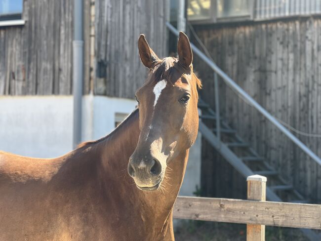 5 jährige Hannoveraner Stute zum selbst Ausbilden, Caroline , Horses For Sale, Saarbrücken