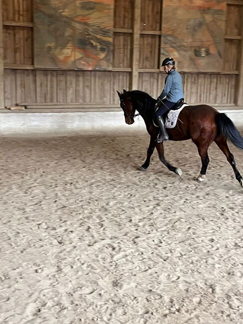 5jahre junger Wallach kwpn, Pauker Sabine , Horses For Sale, Grafing, Image 3