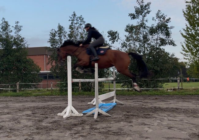 5-jährige Stute von  Estobar NRW x Dagostini, Mia, Horses For Sale, Garding
