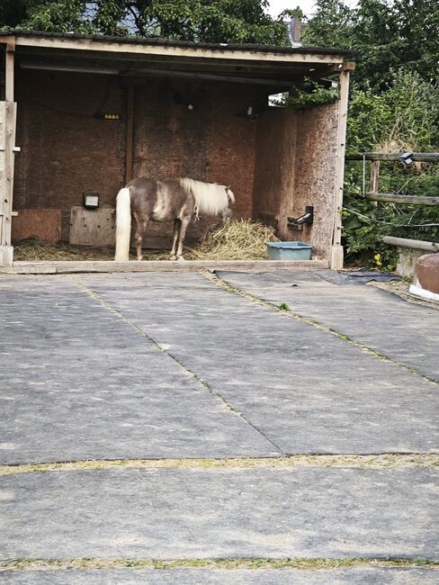 5 x Bahnenware PADDOCK MATTEN, Schal Sabine , Paddock-, Boxen- & Stallmatten, Pattensen