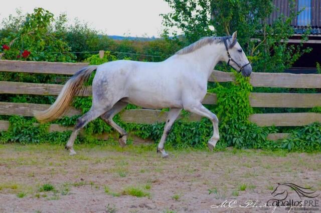 5 jähr. barocke PRE Stute - GGA geritten - 1.64 m, Thomas Adams (Caballos PRE), Horses For Sale, Bell