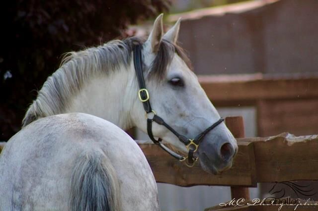 5 jähr. barocke PRE Stute - GGA geritten - 1.64 m, Thomas Adams (Caballos PRE), Horses For Sale, Bell, Image 2