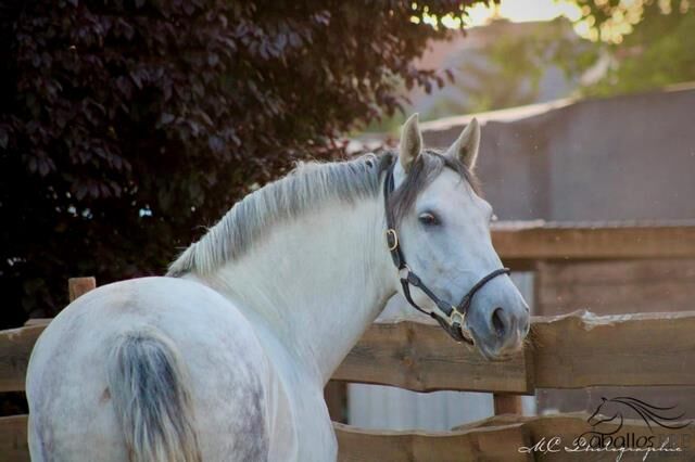 5 jähr. barocke PRE Stute - GGA geritten - 1.64 m, Thomas Adams (Caballos PRE), Horses For Sale, Bell, Image 4