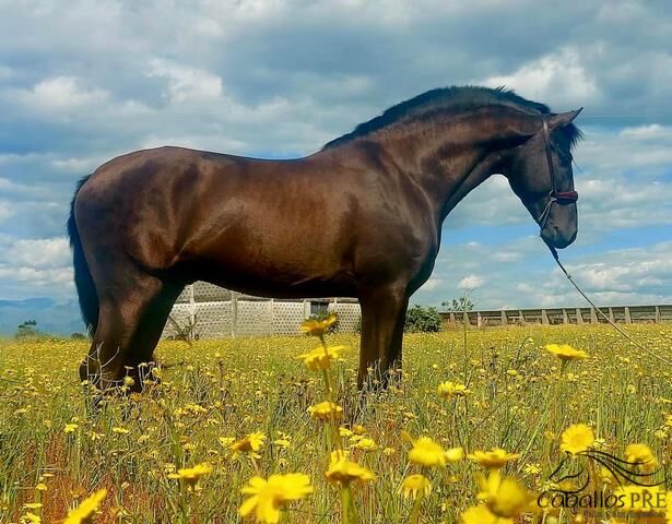 5 jähr. barocker PRE Hengst - GGA angeritten, Thomas Adams (Caballos PRE), Horses For Sale, Bell, Image 2