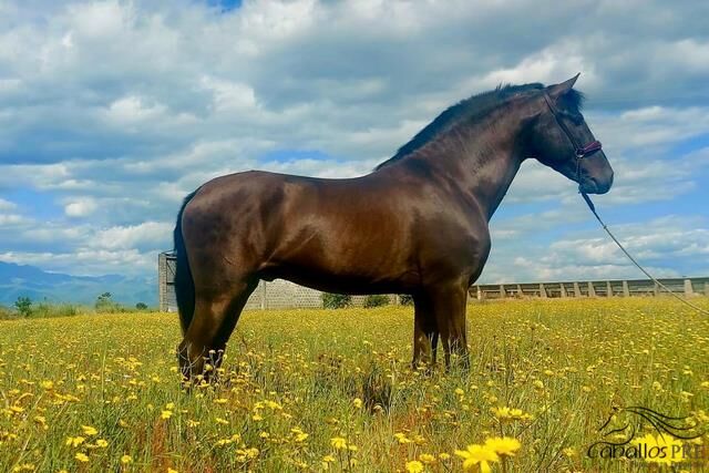 5 jähr. barocker PRE Hengst - GGA angeritten, Thomas Adams (Caballos PRE), Horses For Sale, Bell