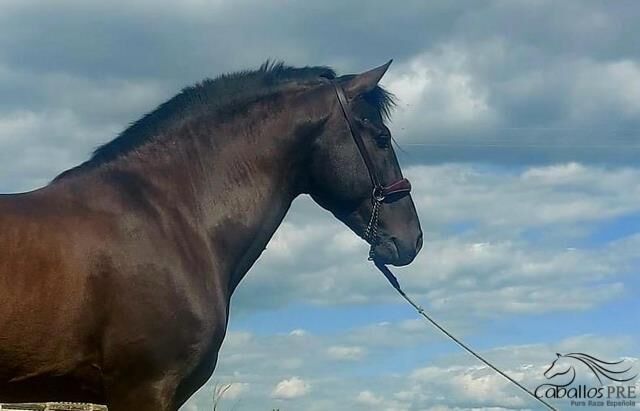 5 jähr. barocker PRE Hengst - GGA angeritten, Thomas Adams (Caballos PRE), Horses For Sale, Bell, Image 3