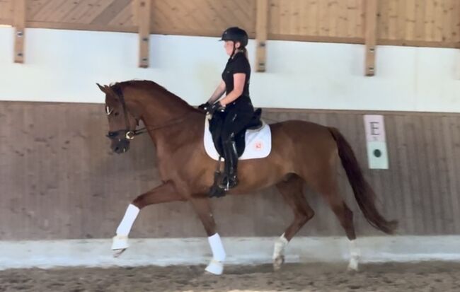 5 jähriges Dressurpferd mit tollen GGA, Lena, Horses For Sale, Taucha