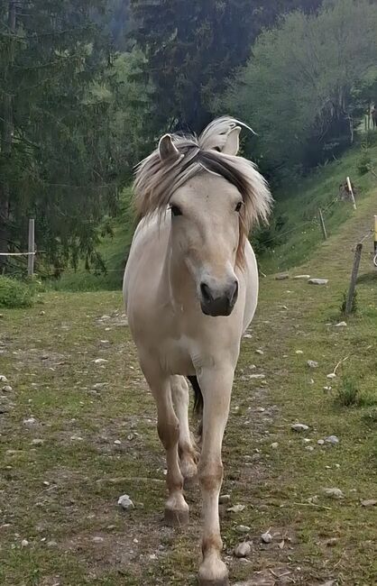 5jährige Fjordstute, Beli, Horses For Sale, Chur