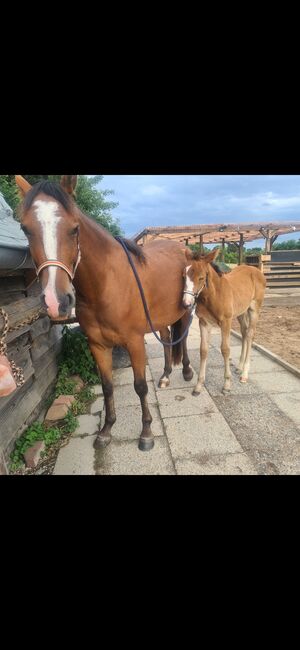 5 jährigen Wallach Endmaßpony, Franziska, Horses For Sale, Ahrensbök , Image 8