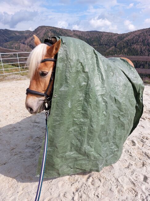 5 jähriger Haflinger Wallach zu verkaufen, Flora Stübl, Horses For Sale, Rettenegg, Image 2