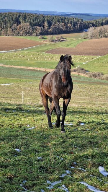 5 Jahre alter Hannoveraner Wallach sucht neue Aufgabe, Katja Huger, Horses For Sale, Bad Dürrheim, Image 4