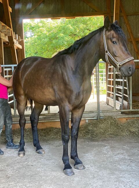 5 Jahre alter Hannoveraner Wallach sucht neue Aufgabe, Katja Huger, Horses For Sale, Bad Dürrheim, Image 2