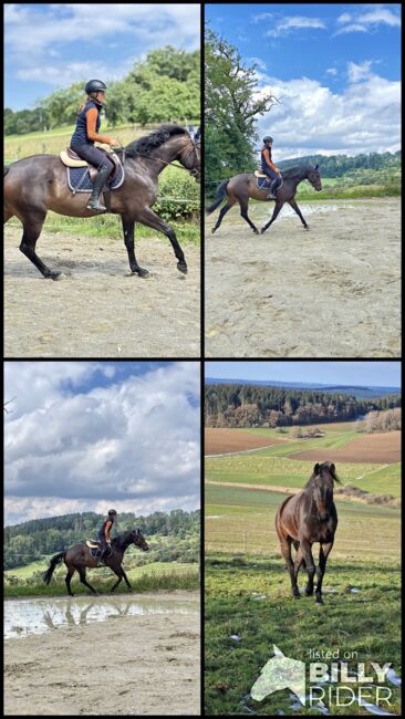 5 Jahre alter Hannoveraner Wallach sucht neue Aufgabe, Katja Huger, Horses For Sale, Bad Dürrheim, Image 14