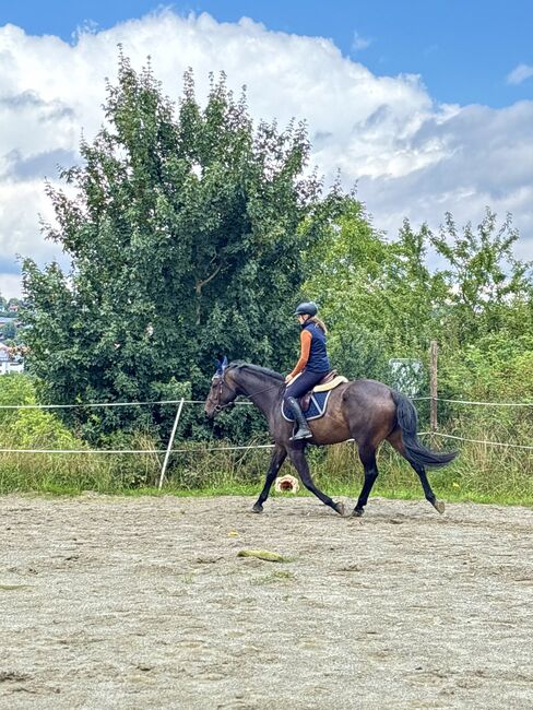 5 Jahre alter Hannoveraner Wallach sucht neue Aufgabe, Katja Huger, Horses For Sale, Bad Dürrheim, Image 11