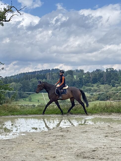 5 Jahre alter Hannoveraner Wallach sucht neue Aufgabe, Katja Huger, Horses For Sale, Bad Dürrheim, Image 13
