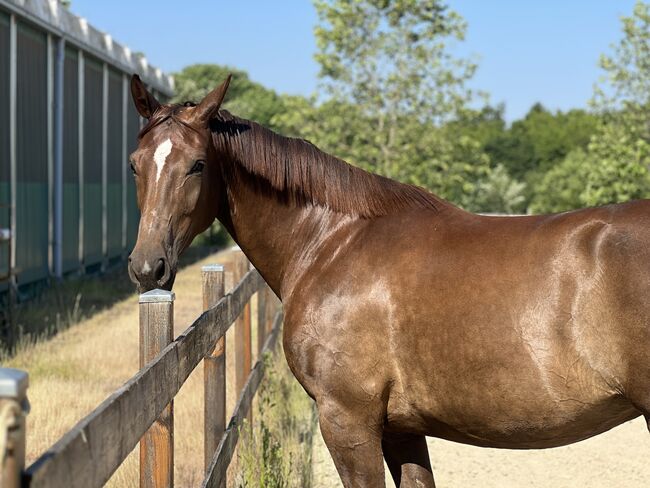 5 jährige Hannoveraner Stute zum selbst Ausbilden, Caroline , Horses For Sale, Saarbrücken, Image 7