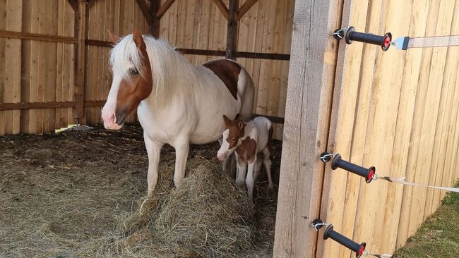 5jährige Isländerstute mit Stutfohlen bei Fuß, 150cm, Brigitta, Horses For Sale, Eisgarn, Image 16