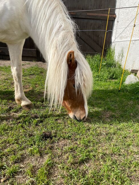 5jährige Isländerstute mit Stutfohlen bei Fuß, 150cm, Brigitta, Horses For Sale, Eisgarn, Image 17