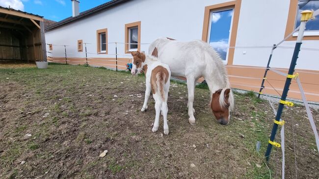 5jährige Isländerstute mit Stutfohlen bei Fuß, 150cm, Brigitta, Horses For Sale, Eisgarn, Image 3