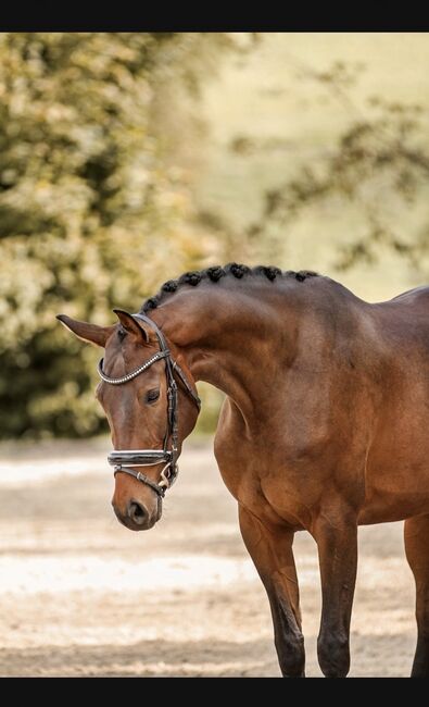 5-jährige Stute von De Beau x Johnson, Lena, Horses For Sale, Mamming