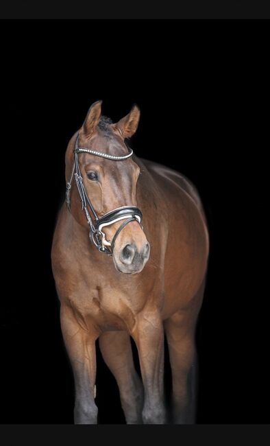 5-jährige Stute von De Beau x Johnson, Lena, Horses For Sale, Mamming, Image 3