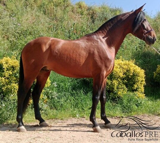 5 jähriger PRE Wallach - ca. 1.59/60 m - angeritten, Thomas Adams (Caballos PRE), Horses For Sale, Bell