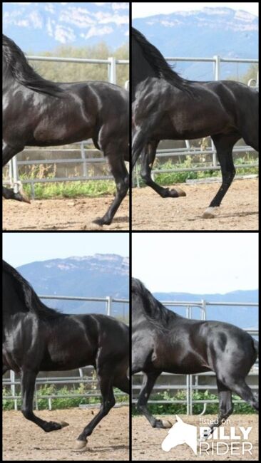 5 jähriger PRE Hengst - angeritten - Traum in Schwarz, Thomas Adams (Caballos PRE), Horses For Sale, Bell, Image 8