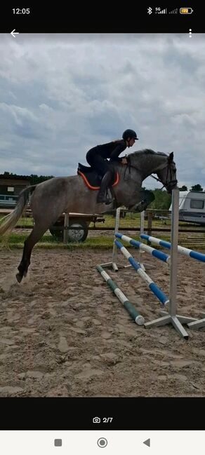 5 jähriger Springpferd, Cassidy , Horses For Sale, Bremen 